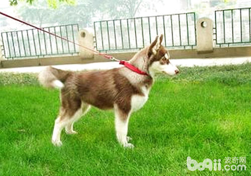 如何處理<a href=/zhonglei/gou/ target=_blank class=infotextkey>狗</a>狗慢性嘔吐