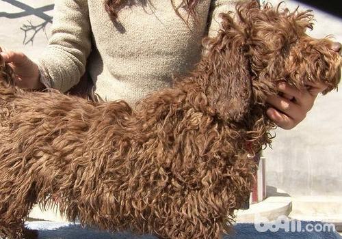 如何為波利犬美容