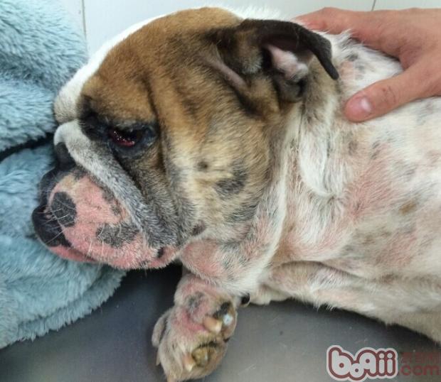犬疥螨和真菌混合感染性皮膚病