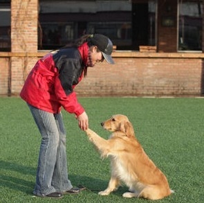 狗狗為什么那么容易就學會握手