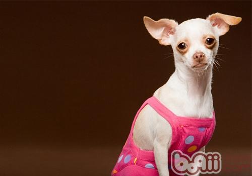 犬皮膚病的發病原因及防治調查報告