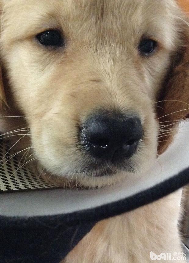 高免卵黃抗體IgY在犬瘟熱病例治療中的應用