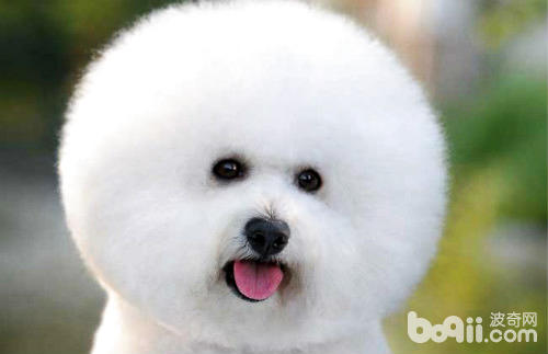 比熊犬常見疾病及治療方法