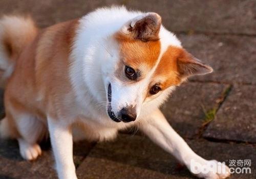 預防狗狗腹瀉的基本要點