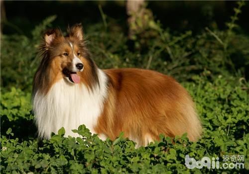 犬異食癖的病因及癥狀