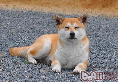 淺談<a href=/ target=_blank class=infotextkey>寵物</a>異嗜癖