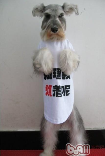 如何在狗狗心中建立正確的社會關系