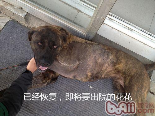 狗狗截肢術