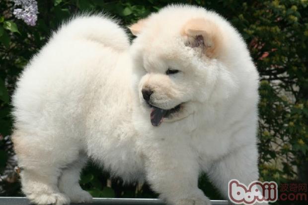 詳解松獅犬的生產過程