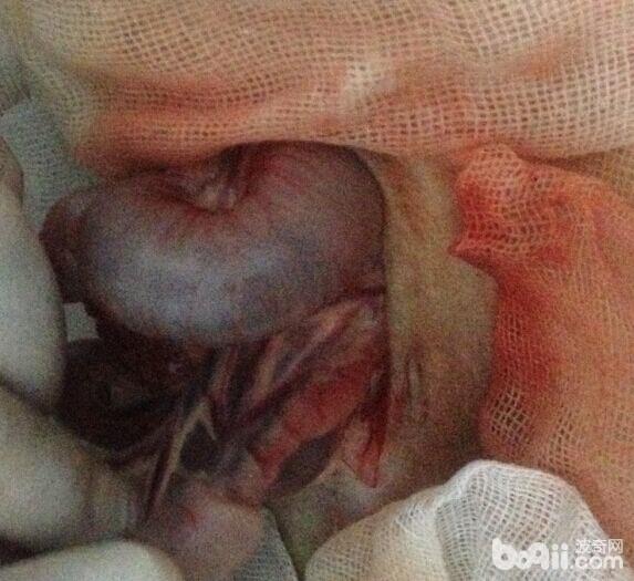 一例金毛犬的腸套疊整復術