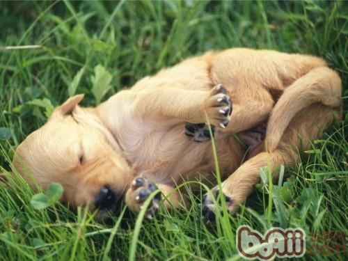 如何改掉狗狗的惡習