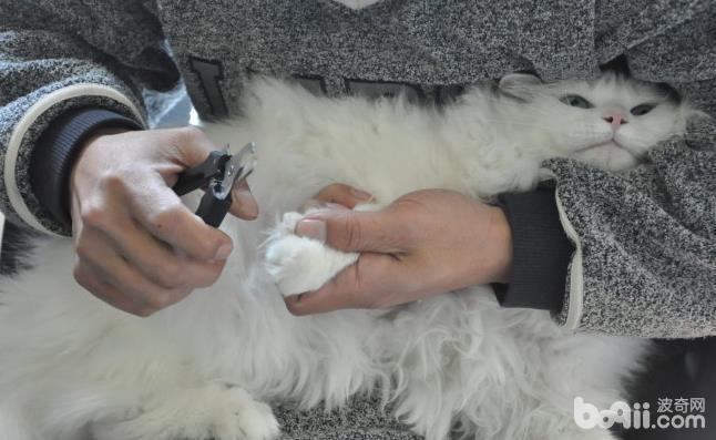 犬貓修剪指甲注意事項 犬貓修剪指甲的原因有哪些