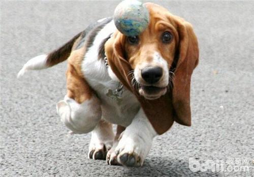 犬眼球脫垂的治療方法
