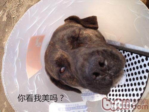 狗狗截肢術