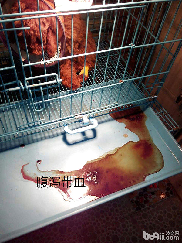 犬常見的外科內科疾病（二）