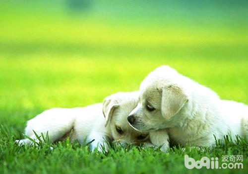 犬體外寄生蟲會誘發出哪些疾病