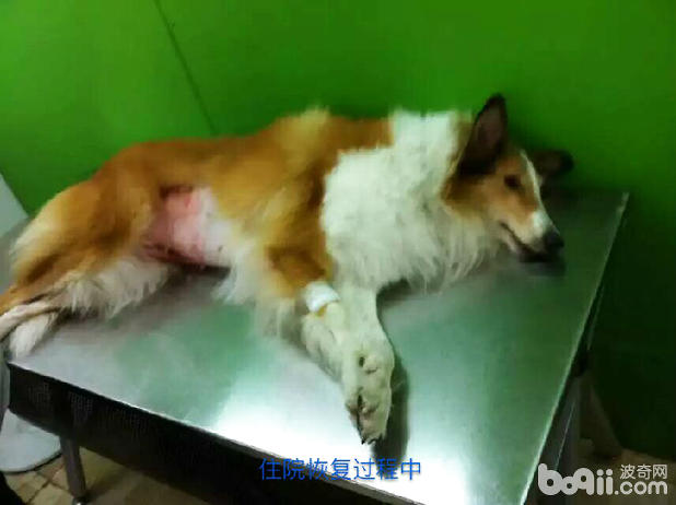  母犬卵巢囊腫導致不孕病例分析