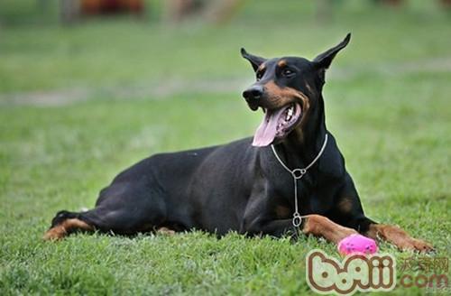 p鏈訓練杜賓犬的方法