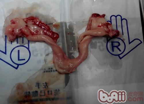 一例犬子宮蓄膿和卵巢囊腫的診治