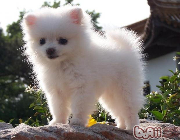 如何讓膽小博美犬膽子變大