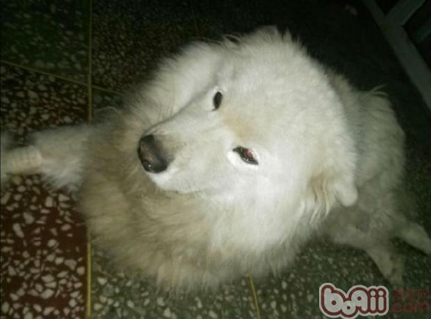 犬車禍后脊椎骨折的治療