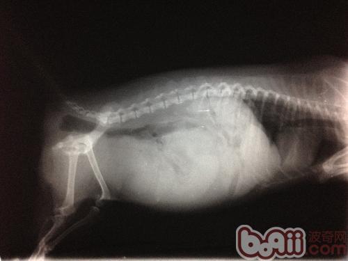犬子宮蓄膿的病因及診治