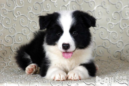 犬細小病毒的癥狀