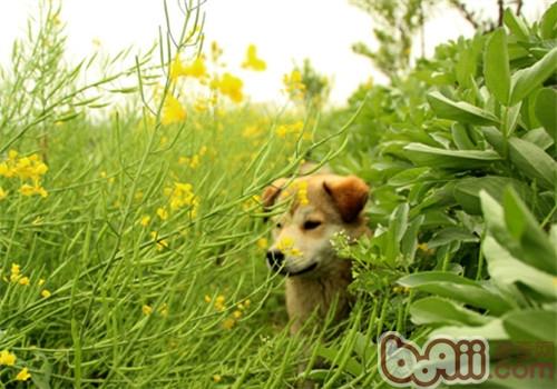 春季小<a href=/zhonglei/gou/ target=_blank class=infotextkey>狗</a>易患哪些寄生蟲？