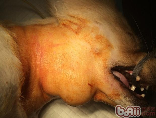 犬舌下囊腫的診治