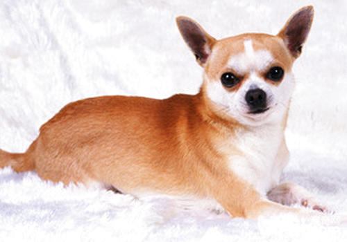 如何判斷犬偽狂犬病