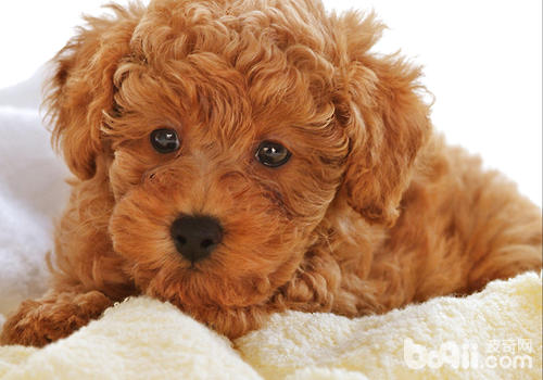 如何診斷犬腫瘤