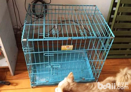 哪些因素會導致狗狗內外八