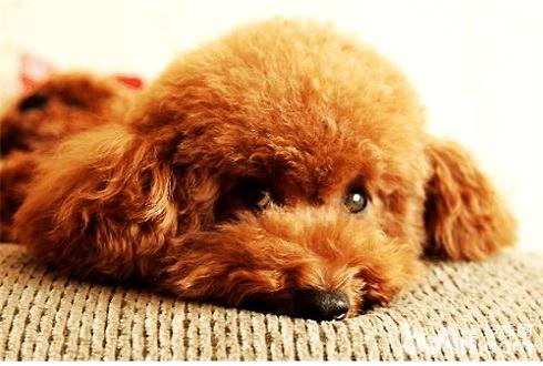 泰迪犬怎么補鈣 泰迪犬補鈣技巧
