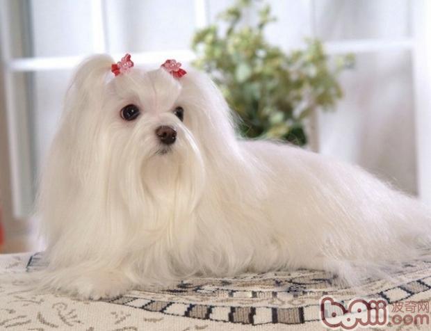 如何給狗狗美毛發毛