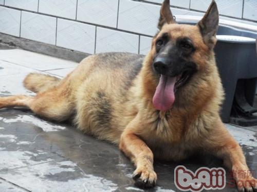 德國牧羊犬的訓練時間及訓練方法