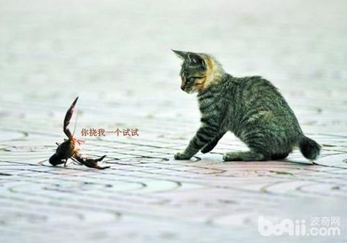 <a href=/zhonglei/mao/ target=_blank class=infotextkey>貓</a>咪為什么喜歡亂抓東西