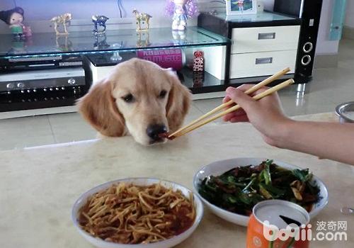 狗狗拒食訓練的方法都有哪些？