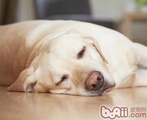 如何鑒別<a href=/ target=_blank class=infotextkey>寵物</a>的緊急情況