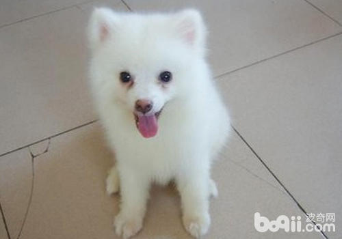 如何對待<a href=/zhonglei/gou/ target=_blank class=infotextkey>狗</a>狗的淚痕問題