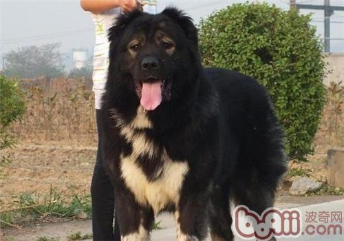 高加索犬拉肚子怎么辦