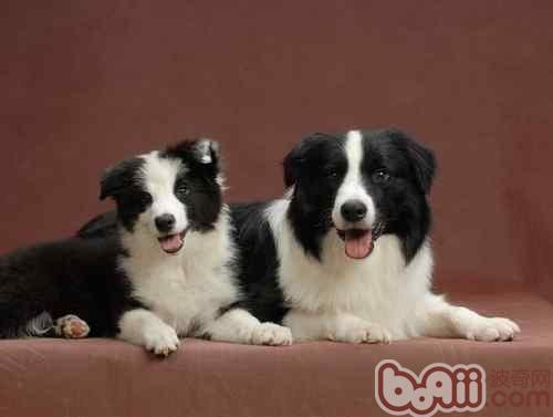 邊境牧羊犬毛發的梳理方法