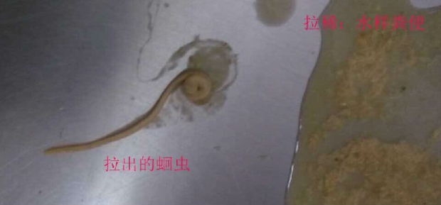 寵物腸道寄生蟲的診斷方法