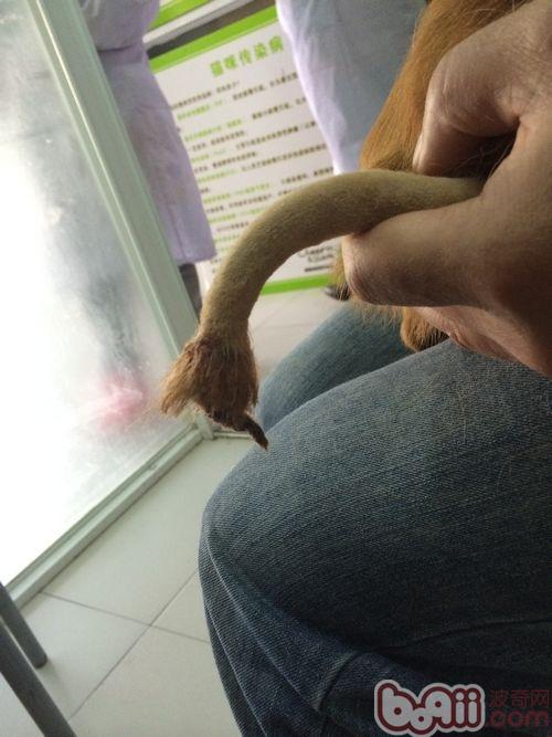 狗狗咬尾癥