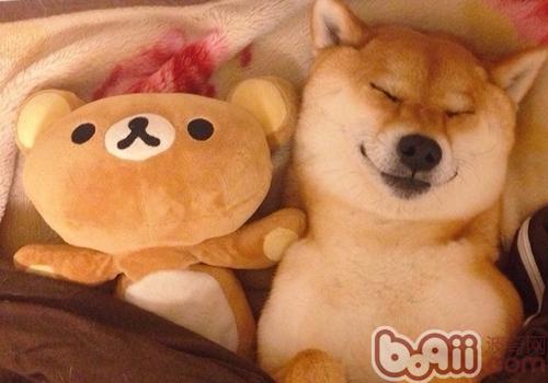 柴犬的訓練方法