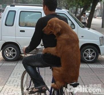 怎么訓練狗狗坐自行車 狗狗坐自行車的技巧有哪些