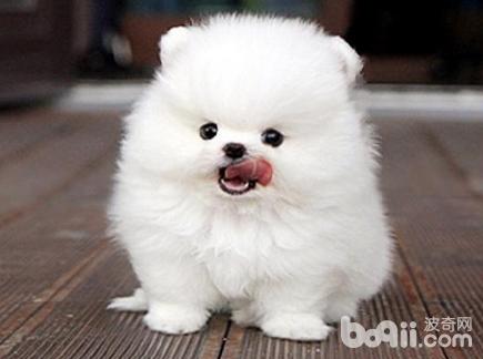 博美犬患上白內障的原因都有哪些？