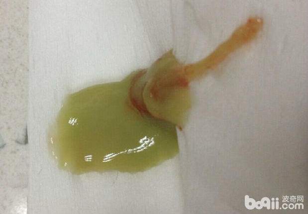 一例新生幼犬全身性膿腫的處理