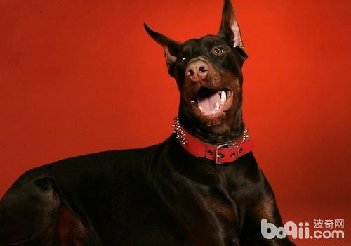 狗狗有無狂犬病可能性的判斷