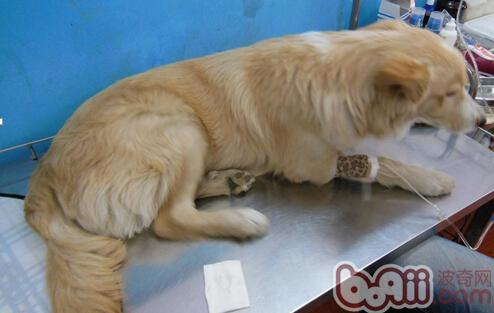 一例犬巴貝斯蟲的診療案例