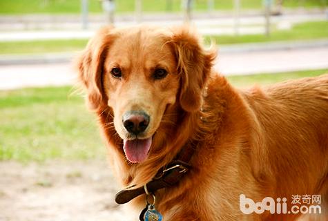 犬瘟熱后遺癥有哪些特征？犬瘟熱后遺癥
